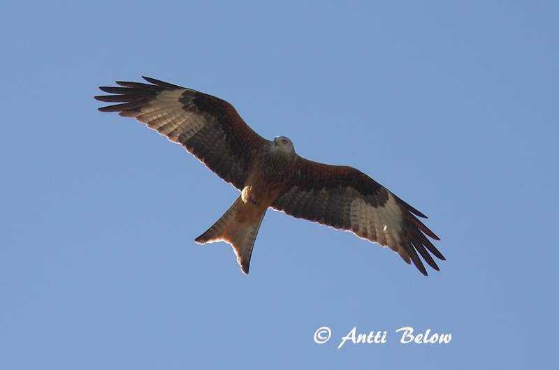 Avainsanat: Milà reial Rød glente Rode wouw Red Kite Puna-harksaba Isohaarahaukka Milan royal Rotmilan Vörös kánya Svölugleða Glente Milhano Milvus milvus Milano Real Röd glada