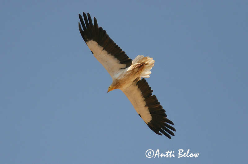 Avainsanat: Aufrany Ådselgrib Aasgier Egyptian Vulture Pikkukorppikotka Vautour percnoptère Schmutzgeier Dögkeselyü Skarngammur Cappovaccaio Åtselgribb Abutre do Egipto Neophron percnopterus Alimoche Común Smutsgam