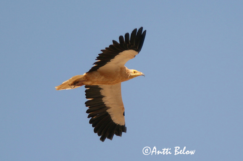 Avainsanat: Aufrany Ådselgrib Aasgier Egyptian Vulture Pikkukorppikotka Vautour percnoptère Schmutzgeier Dögkeselyü Skarngammur Cappovaccaio Åtselgribb Abutre do Egipto Neophron percnopterus Alimoche Común Smutsgam