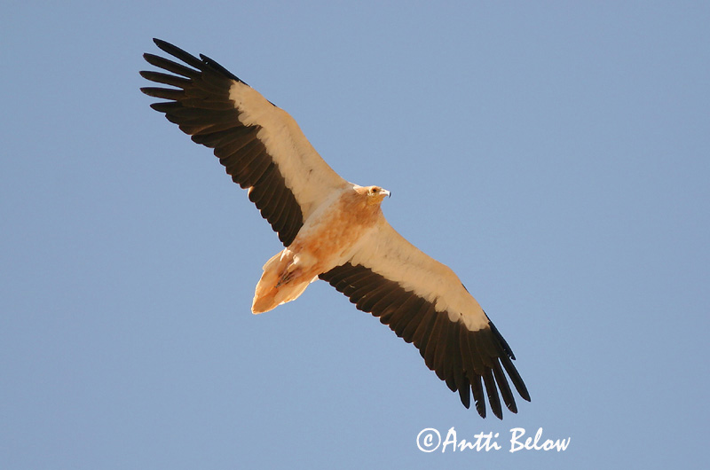Avainsanat: Aufrany Ådselgrib Aasgier Egyptian Vulture Pikkukorppikotka Vautour percnoptère Schmutzgeier Dögkeselyü Skarngammur Cappovaccaio Åtselgribb Abutre do Egipto Neophron percnopterus Alimoche Común Smutsgam