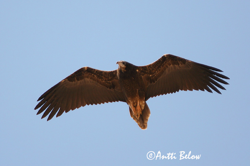 Avainsanat: Aufrany Ådselgrib Aasgier Egyptian Vulture Pikkukorppikotka Vautour percnoptère Schmutzgeier Dögkeselyü Skarngammur Cappovaccaio Åtselgribb Abutre do Egipto Neophron percnopterus Alimoche Común Smutsgam