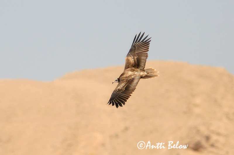 Avainsanat: Aufrany Ådselgrib Aasgier Egyptian Vulture Pikkukorppikotka Vautour percnoptère Schmutzgeier Dögkeselyü Skarngammur Cappovaccaio Åtselgribb Abutre do Egipto Neophron percnopterus Alimoche Común Smutsgam