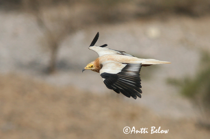 Avainsanat: Aufrany Ådselgrib Aasgier Egyptian Vulture Pikkukorppikotka Vautour percnoptère Schmutzgeier Dögkeselyü Skarngammur Cappovaccaio Åtselgribb Abutre do Egipto Neophron percnopterus Alimoche Común Smutsgam