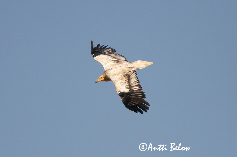 Avainsanat: Aufrany Ådselgrib Aasgier Egyptian Vulture Pikkukorppikotka Vautour percnoptère Schmutzgeier Dögkeselyü Skarngammur Cappovaccaio Åtselgribb Abutre do Egipto Neophron percnopterus Alimoche Común Smutsgam