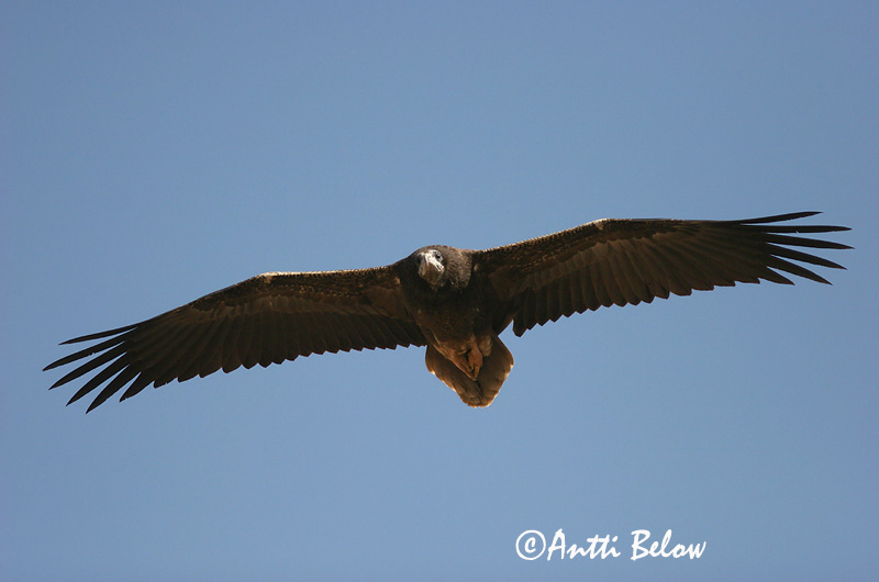 Avainsanat: Aufrany Ådselgrib Aasgier Egyptian Vulture Pikkukorppikotka Vautour percnoptère Schmutzgeier Dögkeselyü Skarngammur Cappovaccaio Åtselgribb Abutre do Egipto Neophron percnopterus Alimoche Común Smutsgam