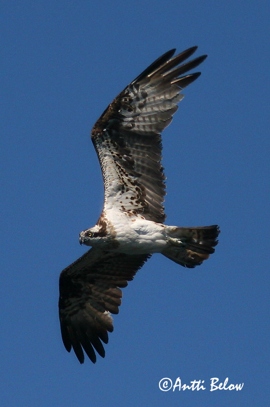 Avainsanat: Àguila pescadora Fiskeørn Visarend Osprey Kalakotkas Sääksi Balbuzard pêcheur Fischadler Halászsas Gjóður Falco pescatore Fiskeørn Águia-pesqueira Pandion haliaetus Aguila Pescadora Fiskgjuse