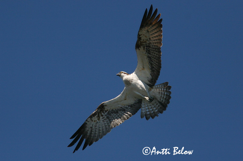 Avainsanat: Àguila pescadora Fiskeørn Visarend Osprey Kalakotkas Sääksi Balbuzard pêcheur Fischadler Halászsas Gjóður Falco pescatore Fiskeørn Águia-pesqueira Pandion haliaetus Aguila Pescadora Fiskgjuse