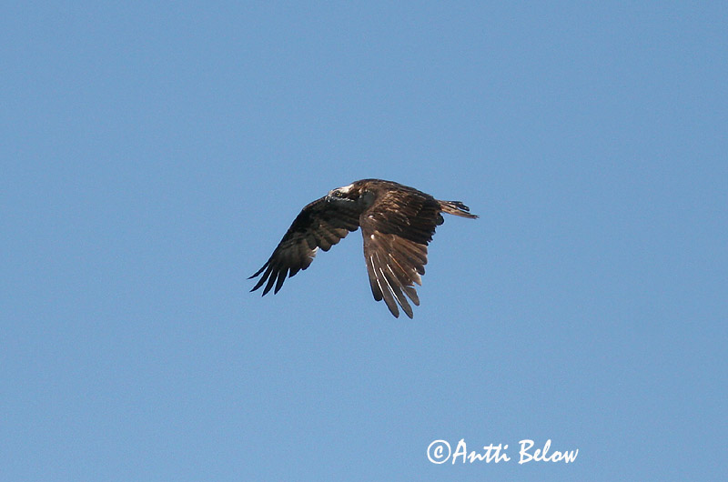 Avainsanat: Àguila pescadora Fiskeørn Visarend Osprey Kalakotkas Sääksi Balbuzard pêcheur Fischadler Halászsas Gjóður Falco pescatore Fiskeørn Águia-pesqueira Pandion haliaetus Aguila Pescadora Fiskgjuse
