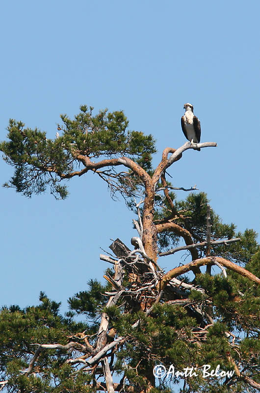 Avainsanat: Àguila pescadora Fiskeørn Visarend Osprey Kalakotkas Sääksi Balbuzard pêcheur Fischadler Halászsas Gjóður Falco pescatore Fiskeørn Águia-pesqueira Pandion haliaetus Aguila Pescadora Fiskgjuse