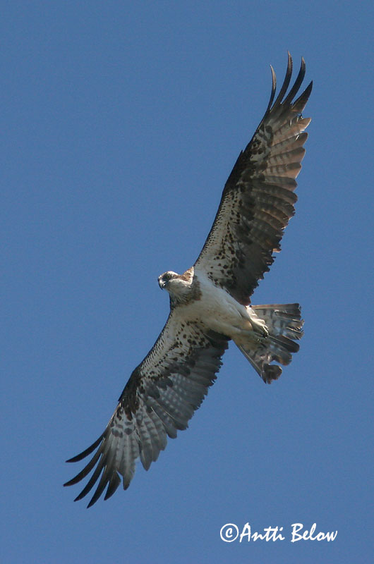 Avainsanat: Àguila pescadora Fiskeørn Visarend Osprey Kalakotkas Sääksi Balbuzard pêcheur Fischadler Halászsas Gjóður Falco pescatore Fiskeørn Águia-pesqueira Pandion haliaetus Aguila Pescadora Fiskgjuse