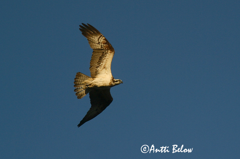 Avainsanat: Àguila pescadora Fiskeørn Visarend Osprey Kalakotkas Sääksi Balbuzard pêcheur Fischadler Halászsas Gjóður Falco pescatore Fiskeørn Águia-pesqueira Pandion haliaetus Aguila Pescadora Fiskgjuse