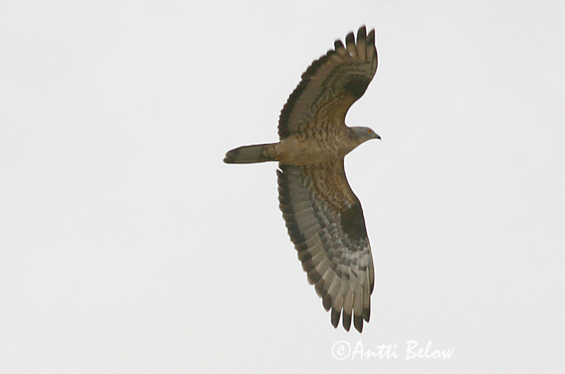 Avainsanat: Aligot vesper Hvepsevåge Wespendief European Honey Buzzard Herilaseviu Mehiläishaukka Bondrée apivore Wespenbussard Darázsölyv Býþjór Vepsevåk Falão-abelheiro Pernis apivorus Abejero Europeo Bivråk
