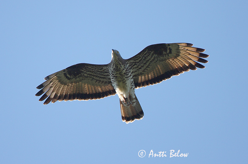 Avainsanat: Aligot vesper Hvepsevåge Wespendief European Honey Buzzard Herilaseviu Mehiläishaukka Bondrée apivore Wespenbussard Darázsölyv Býþjór Vepsevåk Falão-abelheiro Pernis apivorus Abejero Europeo Bivråk