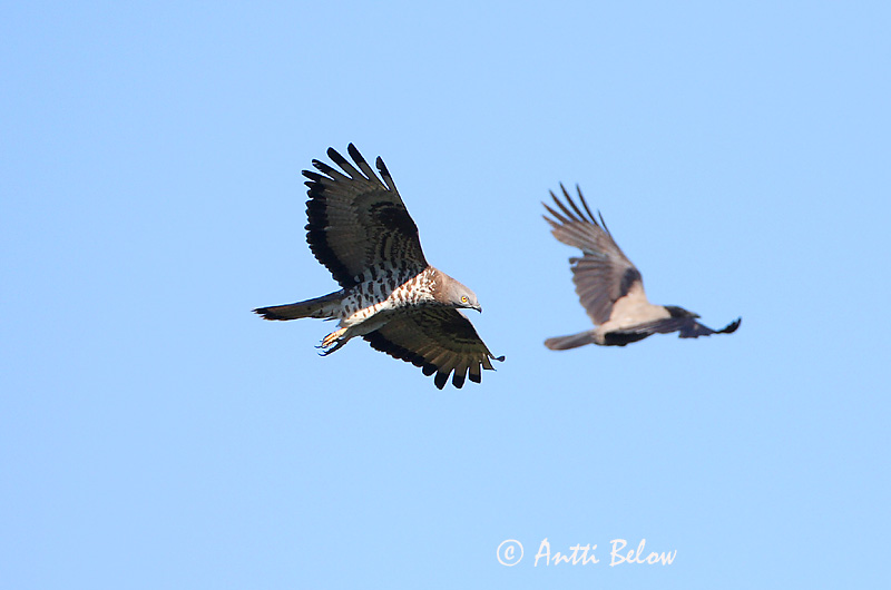 Avainsanat: Aligot vesper Hvepsevåge Wespendief European Honey Buzzard Herilaseviu Mehiläishaukka Bondrée apivore Wespenbussard Darázsölyv Býþjór Vepsevåk Falão-abelheiro Pernis apivorus Abejero Europeo Bivråk