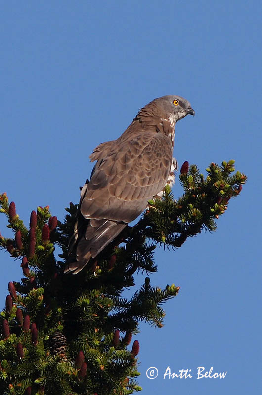 Avainsanat: Aligot vesper Hvepsevåge Wespendief European Honey Buzzard Herilaseviu Mehiläishaukka Bondrée apivore Wespenbussard Darázsölyv Býþjór Vepsevåk Falão-abelheiro Pernis apivorus Abejero Europeo Bivråk