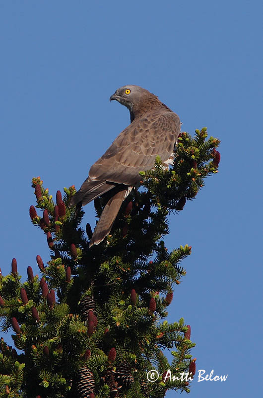 Avainsanat: Aligot vesper Hvepsevåge Wespendief European Honey Buzzard Herilaseviu Mehiläishaukka Bondrée apivore Wespenbussard Darázsölyv Býþjór Vepsevåk Falão-abelheiro Pernis apivorus Abejero Europeo Bivråk