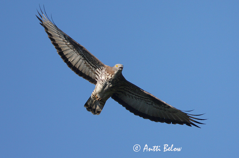 Avainsanat: Aligot vesper Hvepsevåge Wespendief European Honey Buzzard Herilaseviu Mehiläishaukka Bondrée apivore Wespenbussard Darázsölyv Býþjór Vepsevåk Falão-abelheiro Pernis apivorus Abejero Europeo Bivråk