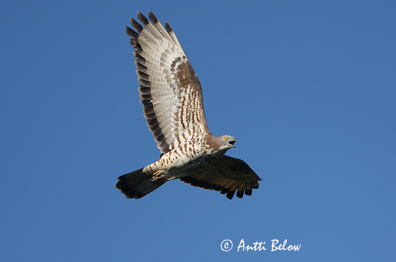 Avainsanat: Aligot vesper Hvepsevåge Wespendief European Honey Buzzard Herilaseviu Mehiläishaukka Bondrée apivore Wespenbussard Darázsölyv Býþjór Vepsevåk Falão-abelheiro Pernis apivorus Abejero Europeo Bivråk