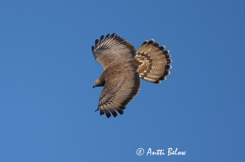 Avainsanat: Aligot vesper Hvepsevåge Wespendief European Honey Buzzard Herilaseviu Mehiläishaukka Bondrée apivore Wespenbussard Darázsölyv Býþjór Vepsevåk Falão-abelheiro Pernis apivorus Abejero Europeo Bivråk