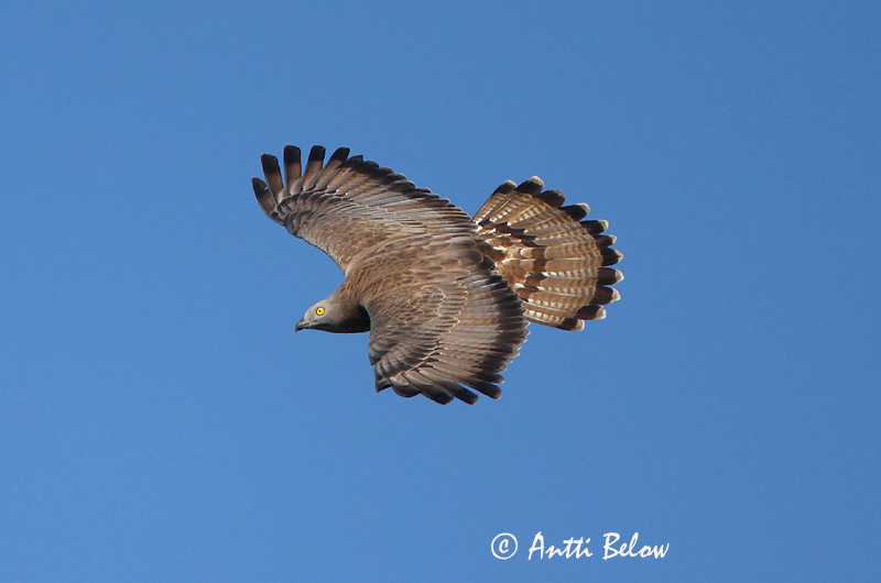 Avainsanat: Aligot vesper Hvepsevåge Wespendief European Honey Buzzard Herilaseviu Mehiläishaukka Bondrée apivore Wespenbussard Darázsölyv Býþjór Vepsevåk Falão-abelheiro Pernis apivorus Abejero Europeo Bivråk