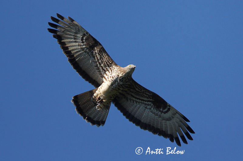Avainsanat: Aligot vesper Hvepsevåge Wespendief European Honey Buzzard Herilaseviu Mehiläishaukka Bondrée apivore Wespenbussard Darázsölyv Býþjór Vepsevåk Falão-abelheiro Pernis apivorus Abejero Europeo Bivråk