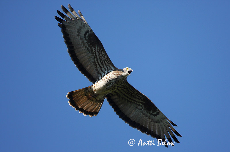 Avainsanat: Aligot vesper Hvepsevåge Wespendief European Honey Buzzard Herilaseviu Mehiläishaukka Bondrée apivore Wespenbussard Darázsölyv Býþjór Vepsevåk Falão-abelheiro Pernis apivorus Abejero Europeo Bivråk