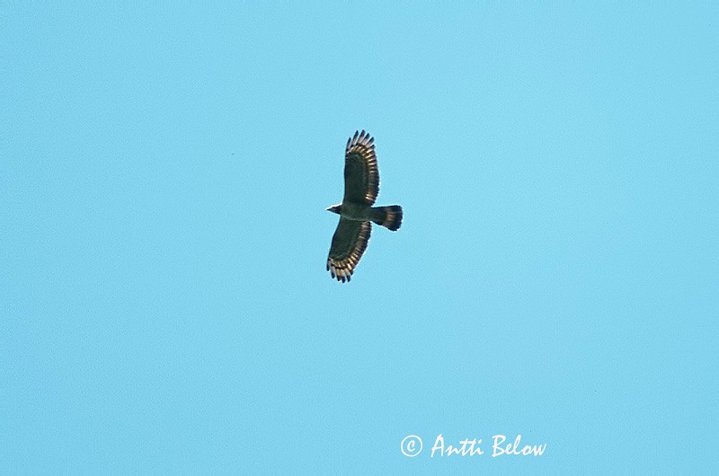Avainsanat: Aziatische Wespendief Crested Honey Buzzard Bondrée orientale Toppvepsevåk Pernis ptilorhyncus Tofsbivråk Idänmehiläishaukka