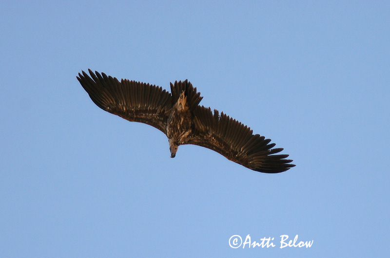 Avainsanat: Korvakorppikotka Oorgier Lappet-faced Vulture Vautour oricou Ohrengeier Torgo Øregribb Torgos tracheliotus Buitre Orejudo Örongam