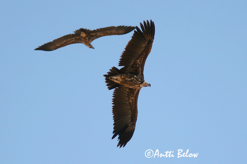 Avainsanat: Korvakorppikotka Oorgier Lappet-faced Vulture Vautour oricou Ohrengeier Torgo Øregribb Torgos tracheliotus Buitre Orejudo Örongam