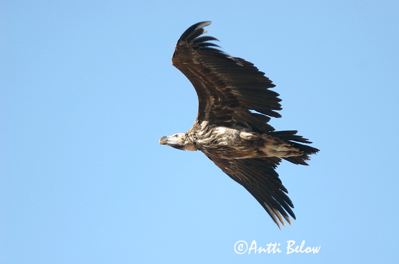 Avainsanat: Korvakorppikotka Oorgier Lappet-faced Vulture Vautour oricou Ohrengeier Torgo Øregribb Torgos tracheliotus Buitre Orejudo Örongam