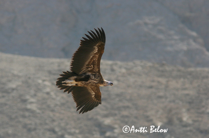 Avainsanat: Korvakorppikotka Oorgier Lappet-faced Vulture Vautour oricou Ohrengeier Torgo Øregribb Torgos tracheliotus Buitre Orejudo Örongam