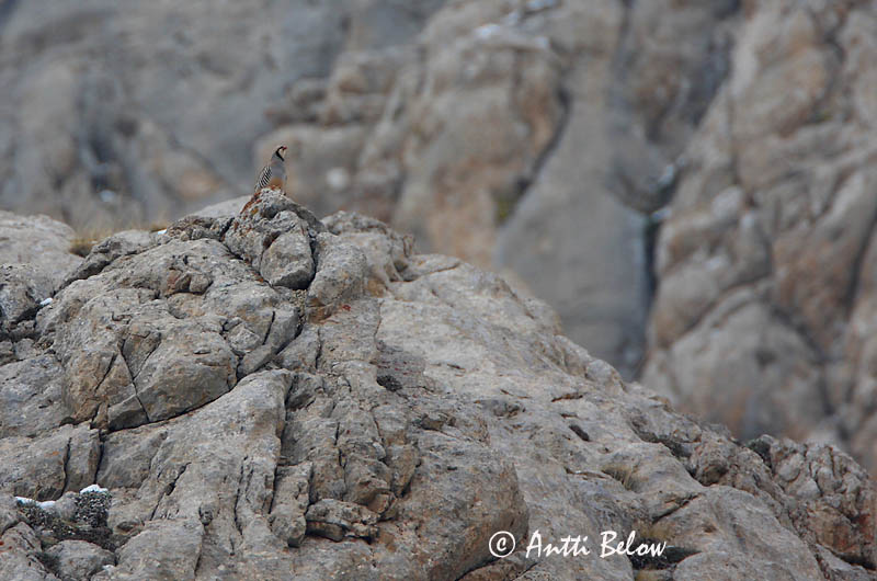 Avainsanat: Chukarhøne Aziatische steenpatrijs Chukar Perdrix choukar Chukarhuhn Csukár Berghæna Berghøne Perdiz-chukar Alectoris chukar Perdiz Chucar Berghöna Vuoripyy