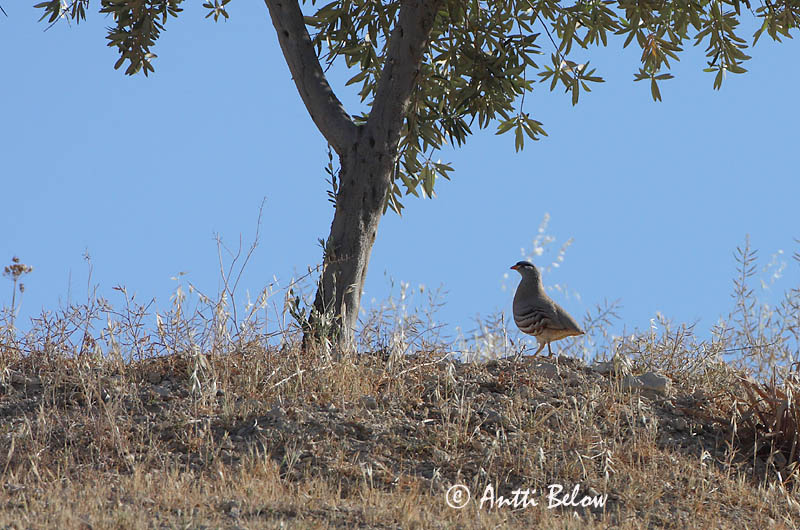 Avainsanat: Perzische woestijnpatrijs See-see Partridge Perdrix si-si Persisches Wüstenhuhn Sisihøne Ammoperdix griseogularis Perdiz Gorgigrís Visselhöna Hietikkopyy