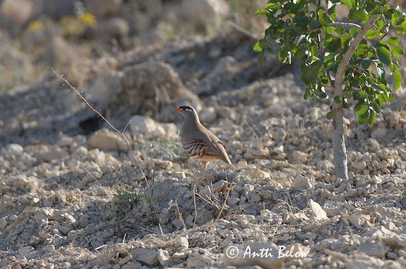 Avainsanat: Perzische woestijnpatrijs See-see Partridge Perdrix si-si Persisches Wüstenhuhn Sisihøne Ammoperdix griseogularis Perdiz Gorgigrís Visselhöna Hietikkopyy