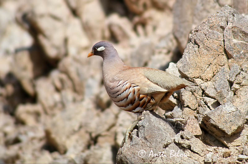 Avainsanat: Arabische woestijnpatrijs Sand Partridge Perdrix de Hey Arabisches Wüstenhuhn Beduinhøne Ammoperdix heyi Perdiz Ökenhöna Desértica Aavikkopyy