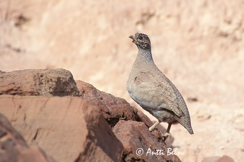 Avainsanat: Arabische woestijnpatrijs Sand Partridge Perdrix de Hey Arabisches Wüstenhuhn Beduinhøne Ammoperdix heyi Perdiz Ökenhöna Desértica Aavikkopyy