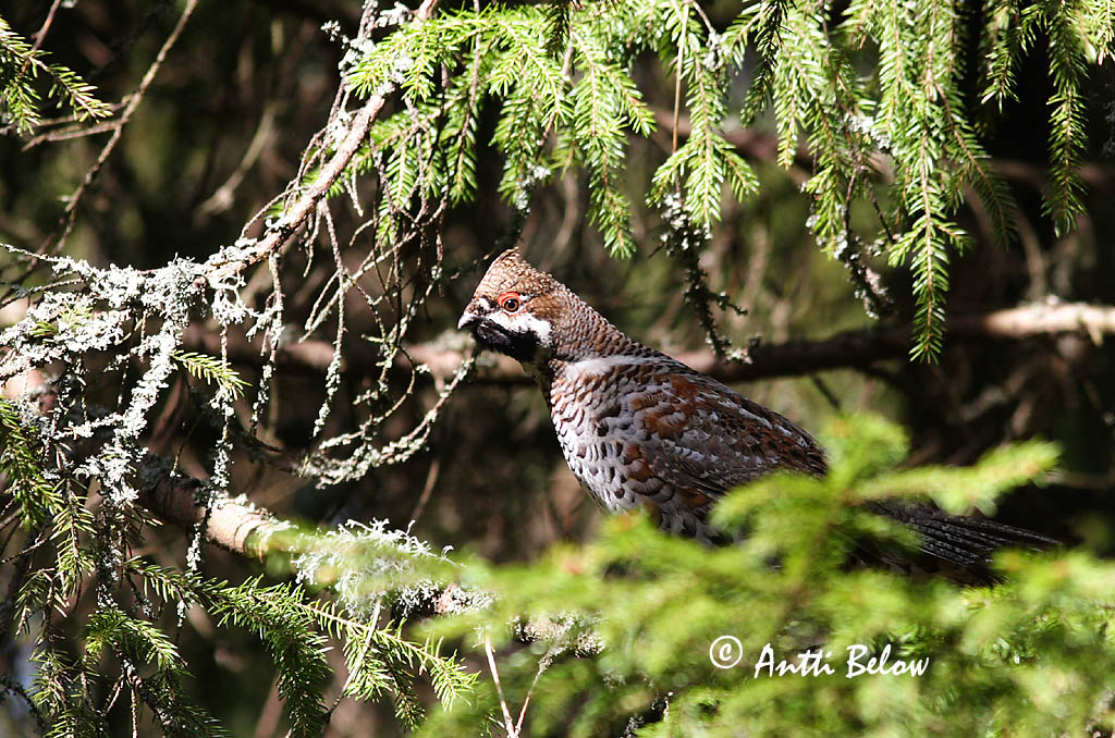Avainsanat: Grèvol Hjerpe Hazelhoen Hazel Grouse Laanepüü Pyy Gélinotte des bois Haselhuhn Császármadár Jarpi Francolino di monte Jerpe Galinha-do-mato Bonasa bonasia Grévol Común Järpe