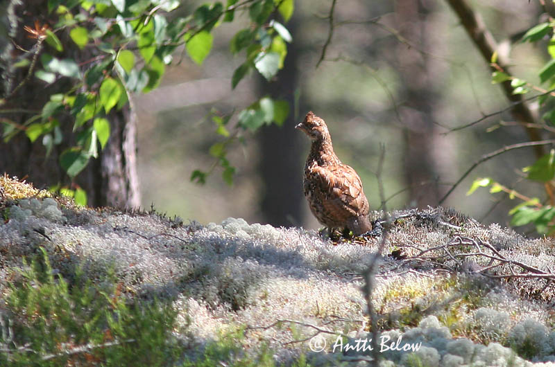 Avainsanat: Grèvol Hjerpe Hazelhoen Hazel Grouse Laanepüü Pyy Gélinotte des bois Haselhuhn Császármadár Jarpi Francolino di monte Jerpe Galinha-do-mato Bonasa bonasia Grévol Común Järpe