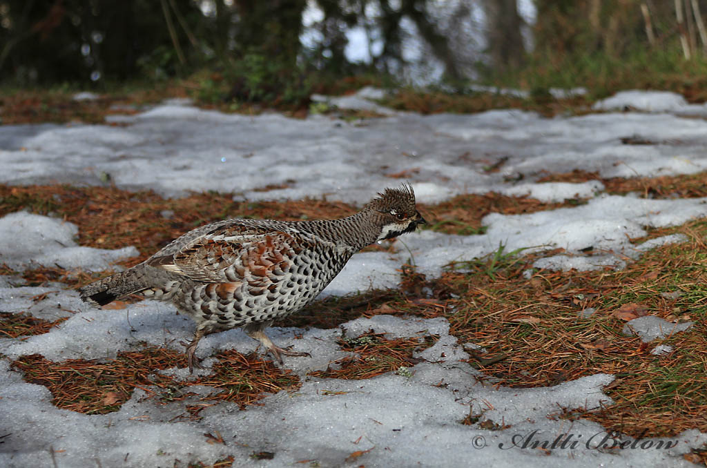 Avainsanat: Grèvol Hjerpe Hazelhoen Hazel Grouse Laanepüü Pyy Gélinotte des bois Haselhuhn Császármadár Jarpi Francolino di monte Jerpe Galinha-do-mato Bonasa bonasia Grévol Común Järpe