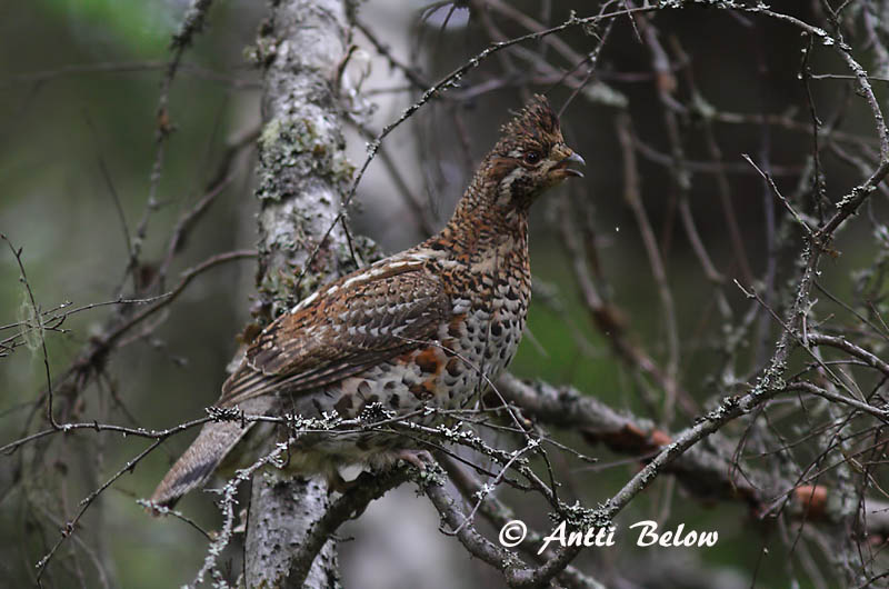 Avainsanat: Grèvol Hjerpe Hazelhoen Hazel Grouse Laanepüü Pyy Gélinotte des bois Haselhuhn Császármadár Jarpi Francolino di monte Jerpe Galinha-do-mato Bonasa bonasia Grévol Común Järpe