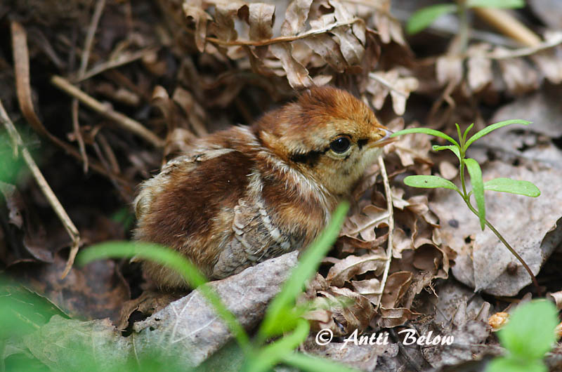 Avainsanat: Grèvol Hjerpe Hazelhoen Hazel Grouse Laanepüü Pyy Gélinotte des bois Haselhuhn Császármadár Jarpi Francolino di monte Jerpe Galinha-do-mato Bonasa bonasia Grévol Común Järpe