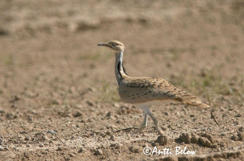 Avainsanat: Hubara Kravetrappe Kraagtrap Houbara Bustard Kaulustrappi Outarde houbara Kragentrappe Galléros túzok Auðnadoðra Kragetrappe Abetarda-moura Chlamydotis undulata Avutarda Hubara Kragtrapp