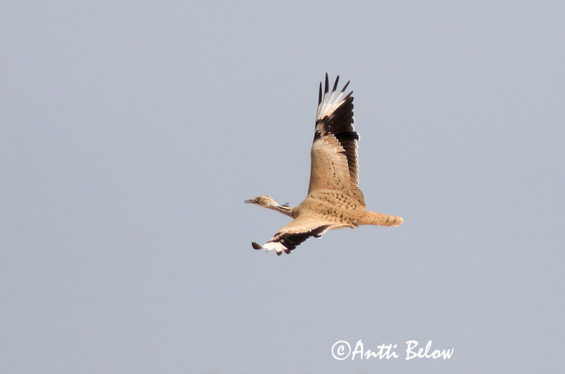 Avainsanat: Hubara Kravetrappe Kraagtrap Houbara Bustard Kaulustrappi Outarde houbara Kragentrappe Galléros túzok Auðnadoðra Kragetrappe Abetarda-moura Chlamydotis undulata Avutarda Hubara Kragtrapp