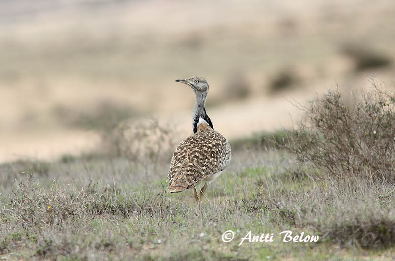 Avainsanat: Hubara Kravetrappe Kraagtrap Houbara Bustard Kaulustrappi Outarde houbara Kragentrappe Galléros túzok Auðnadoðra Kragetrappe Abetarda-moura Chlamydotis undulata Avutarda Hubara Kragtrapp