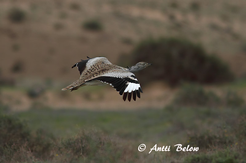 Avainsanat: Hubara Kravetrappe Kraagtrap Houbara Bustard Kaulustrappi Outarde houbara Kragentrappe Galléros túzok Auðnadoðra Kragetrappe Abetarda-moura Chlamydotis undulata Avutarda Hubara Kragtrapp