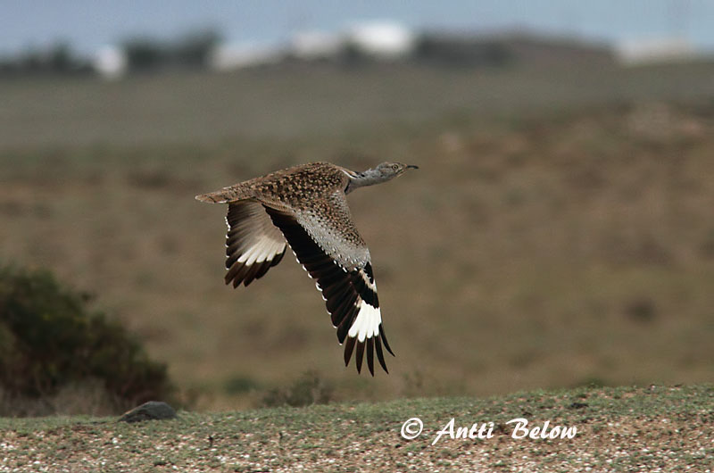 Avainsanat: Hubara Kravetrappe Kraagtrap Houbara Bustard Kaulustrappi Outarde houbara Kragentrappe Galléros túzok Auðnadoðra Kragetrappe Abetarda-moura Chlamydotis undulata Avutarda Hubara Kragtrapp