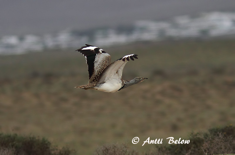 Avainsanat: Hubara Kravetrappe Kraagtrap Houbara Bustard Kaulustrappi Outarde houbara Kragentrappe Galléros túzok Auðnadoðra Kragetrappe Abetarda-moura Chlamydotis undulata Avutarda Hubara Kragtrapp