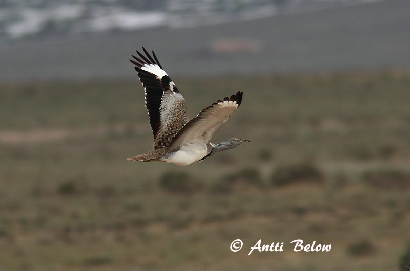 Avainsanat: Hubara Kravetrappe Kraagtrap Houbara Bustard Kaulustrappi Outarde houbara Kragentrappe Galléros túzok Auðnadoðra Kragetrappe Abetarda-moura Chlamydotis undulata Avutarda Hubara Kragtrapp
