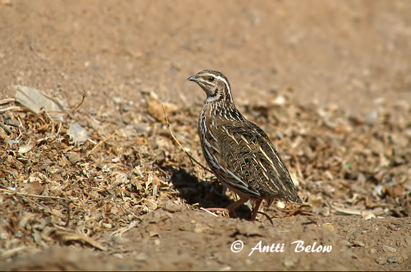 Avainsanat: Guatlla Vagtel Kwartel Common Quail Põldvutt Viiriäinen Caille des blés Wachtel Fürj Kornhæna Vaktel Codorniz Coturnix coturnix Codorniz Común