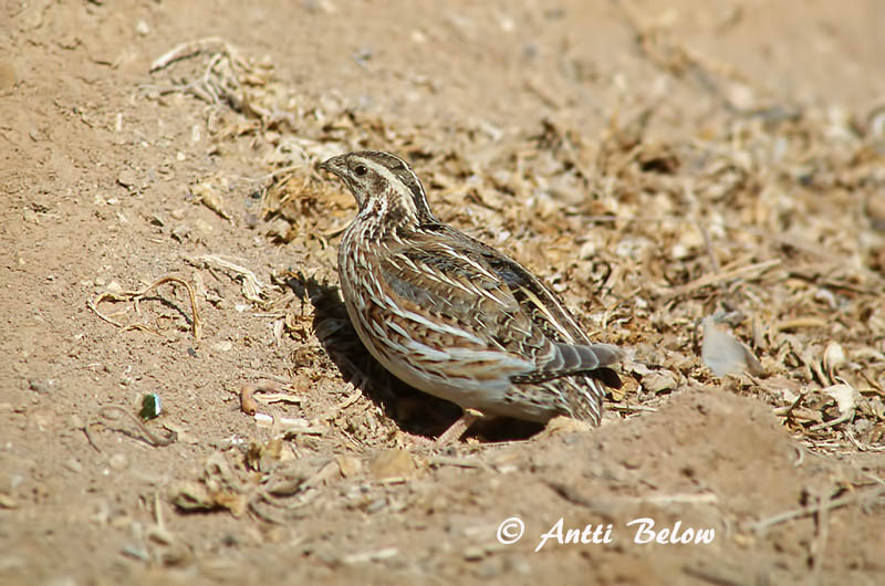 Avainsanat: Guatlla Vagtel Kwartel Common Quail Põldvutt Viiriäinen Caille des blés Wachtel Fürj Kornhæna Vaktel Codorniz Coturnix coturnix Codorniz Común